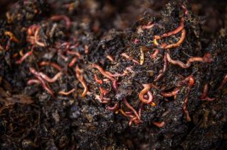 Bioremediation; Vermiremediation; Worms a Green Solution to Soil Contamination