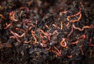 Bioremediation; Vermiremediation Worms, Green solution for Soil Contamination